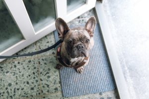 French bulldog ready for walk